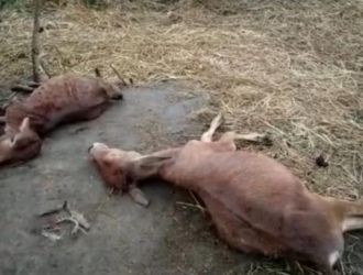 Kanker: Two female calves died due to lightning