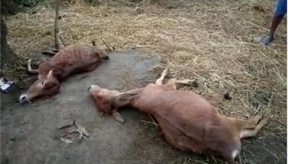 Kanker: Two female calves died due to lightning