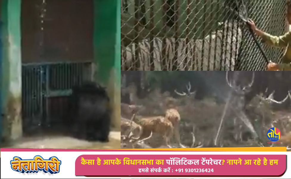 Special Treatment at Maitri Bagh Zoo in Bhilai :