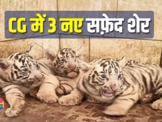 3 white tiger cubs in maitribag zoo: