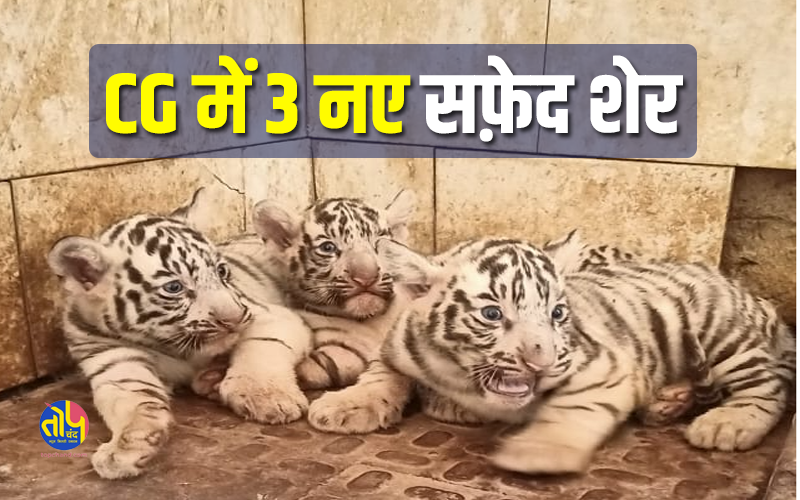 3 white tiger cubs in maitribag zoo: