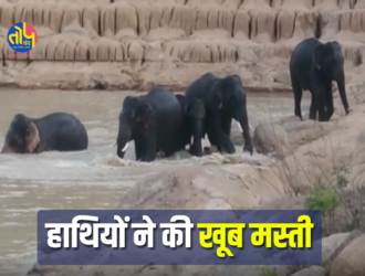 GPM Hathi Video: Herd of elephants seen chilling in summer | Marvahi ke jangalon me hathiyon ka mangal