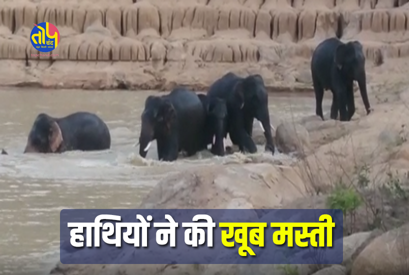 GPM Hathi Video: Herd of elephants seen chilling in summer | Marvahi ke jangalon me hathiyon ka mangal