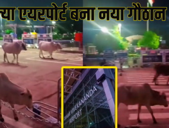 CG में क्या रायपुर एयरपोर्ट बना गायों का नया गौठान ?