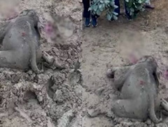 Baby elephant dies in Katghora forest division