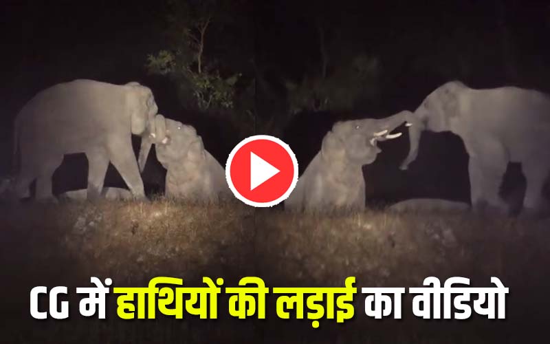 Video of elephant fight in CG